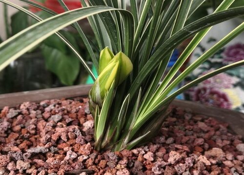 兰花易根腐黄叶如何解决