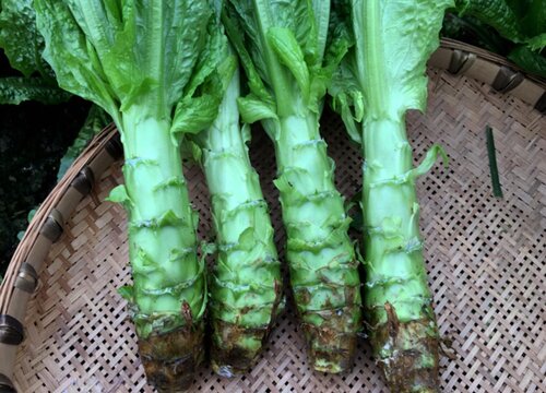 莴笋是热性还是凉性的