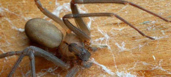 全世界毒蜘蛛排行榜