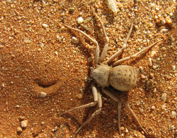 全世界毒蜘蛛排行榜