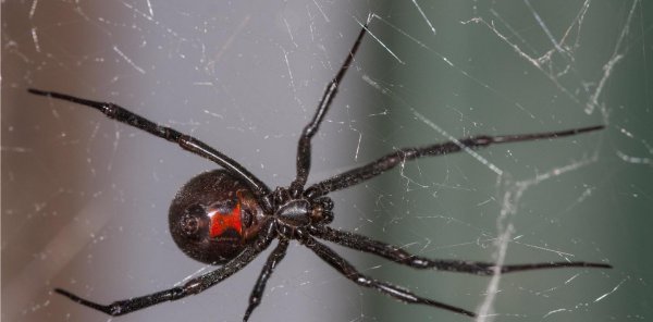 全世界毒蜘蛛排行榜