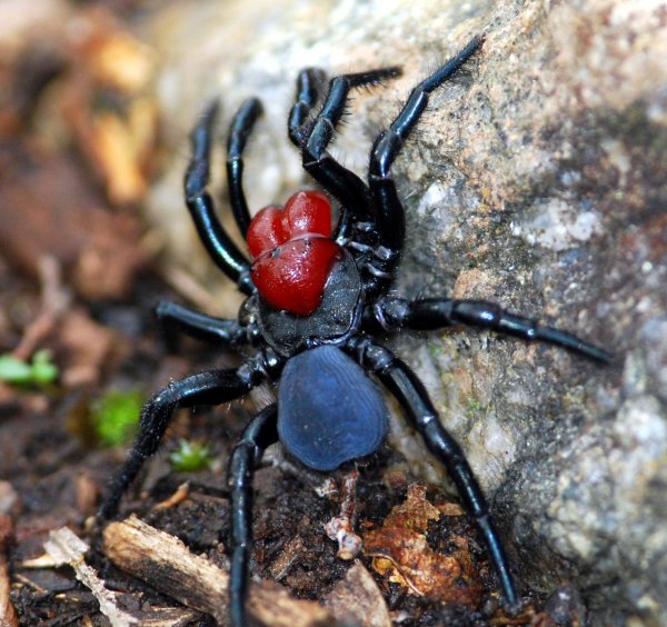 全世界毒蜘蛛排行榜