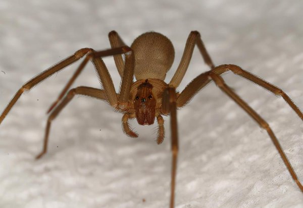 全世界毒蜘蛛排行榜