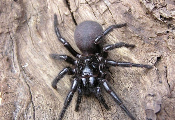 全世界毒蜘蛛排行榜