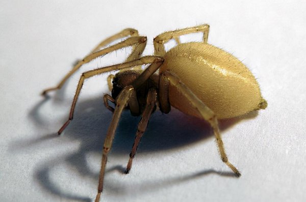 全世界毒蜘蛛排行榜