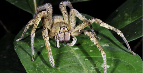 全世界毒蜘蛛排行榜