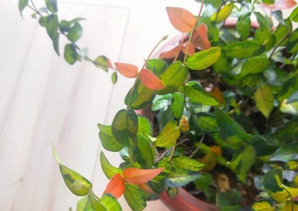 黄金络石的养殖方法和注意事项