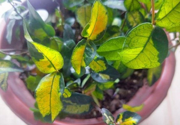 黄金络石的养殖方法和注意事项