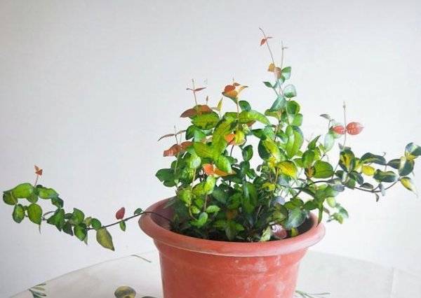 黄金络石的养殖方法和注意事项