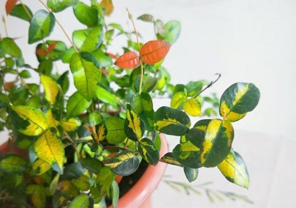 黄金络石的养殖方法和注意事项