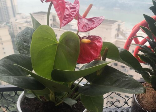 红掌叶片残缺有病斑需要如何修剪