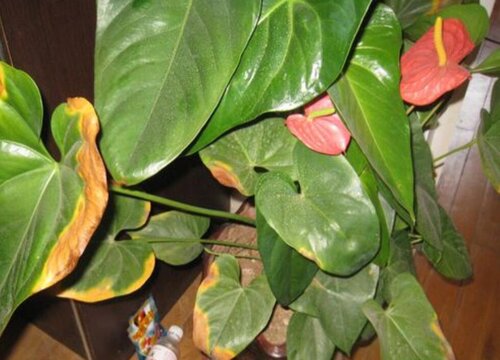 红掌新叶子干枯怎么办
