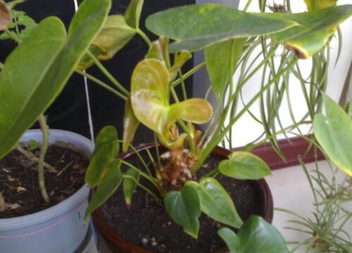 红掌新叶子干枯怎么办