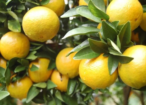 玉林盛产什么水果有名