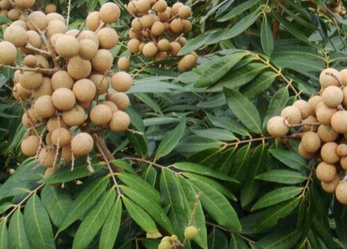 玉林盛产什么水果有名