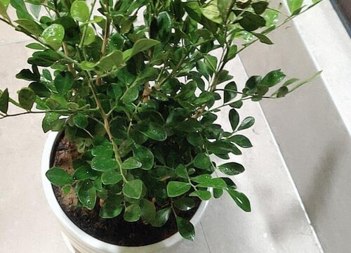 九里香没根能活吗