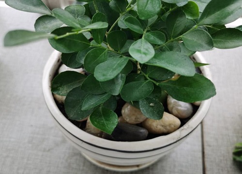 九里香没根能活吗