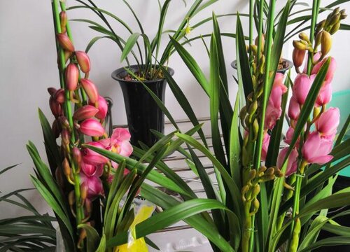 大花蕙兰什么时候开花