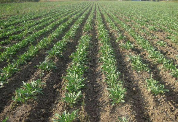 中草药种植前景排名