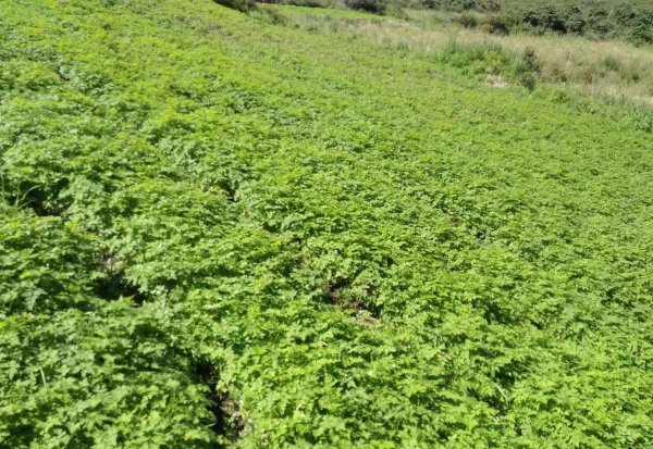 中草药种植前景排名