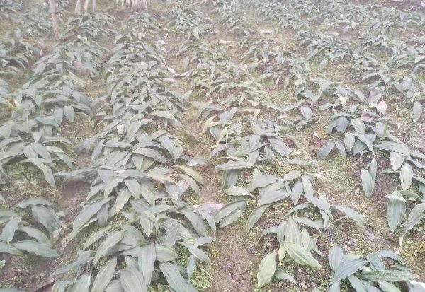 中草药种植前景排名