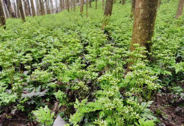 中草药种植前景排名