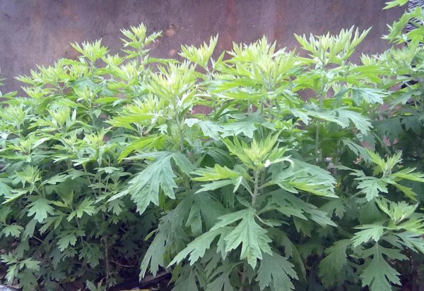 中草药种植前景排名