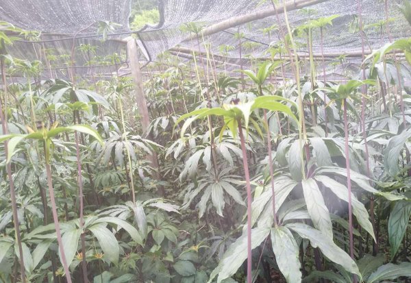 中草药种植前景排名