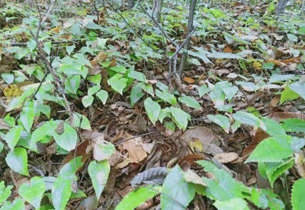 中草药种植前景排名