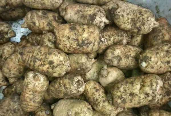 中草药种植前景排名