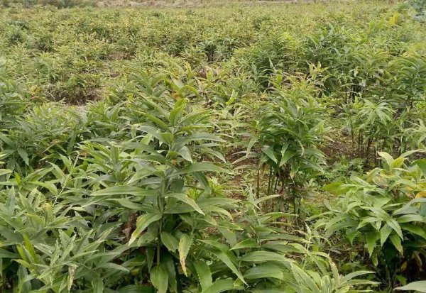 中草药种植前景排名