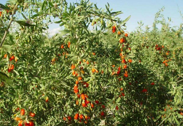 中草药种植前景排名