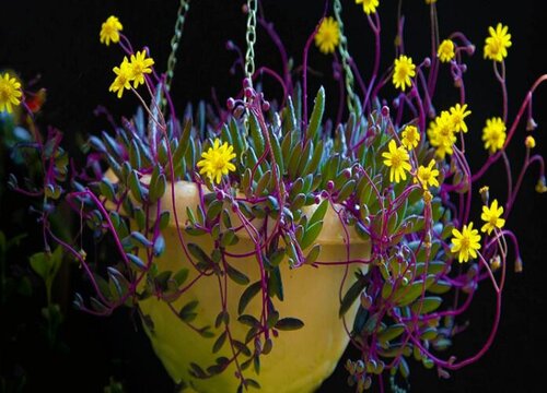 紫玄月什么时候开花