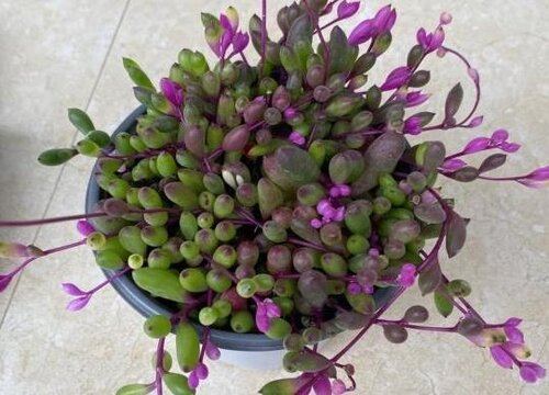 紫玄月什么时候开花