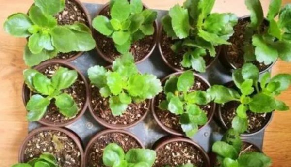 长寿花什么时候扦插合适