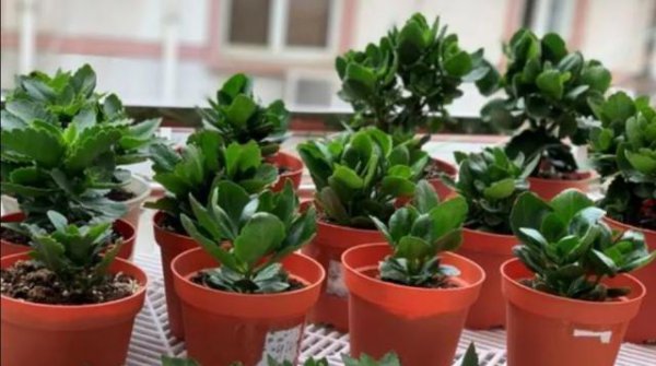 长寿花什么时候扦插合适