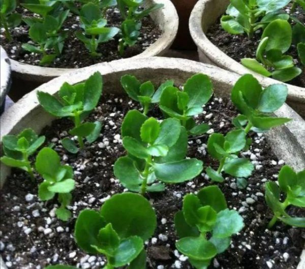 长寿花什么时候扦插合适