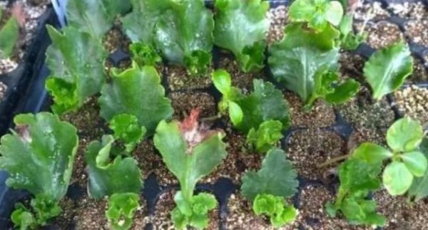 长寿花什么时候扦插合适