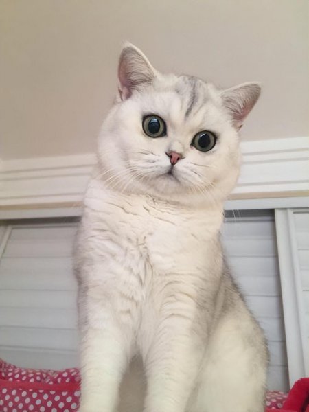 银渐层是什么猫配出来的品种