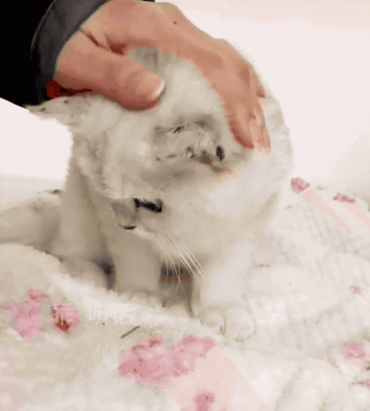 银渐层是什么猫配出来的品种