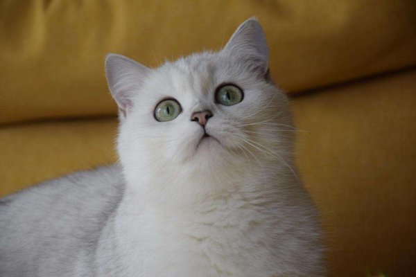 银渐层是什么猫配出来的品种