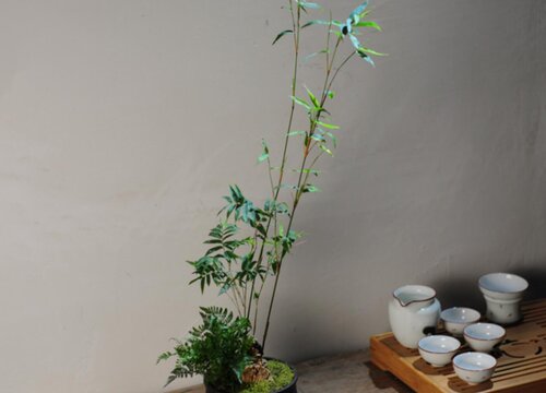 竹子炭疽病发病原因