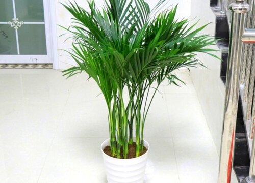 竹子炭疽病发病原因