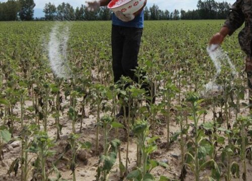 油葵亩产量一般多少斤