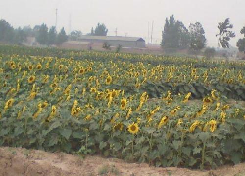 油葵亩产量一般多少斤