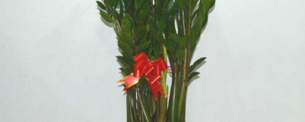 客厅南面适合摆放金钱树吗