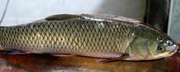 草鱼多久清洗一次鱼缸