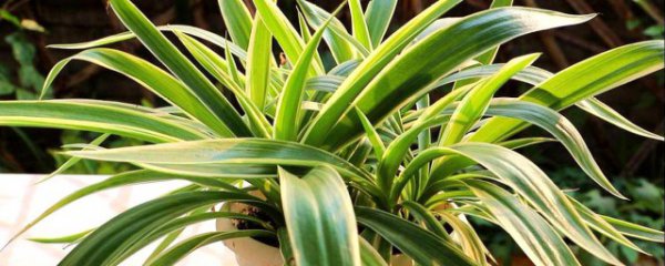 吊兰秋季怎么养才能爆盆