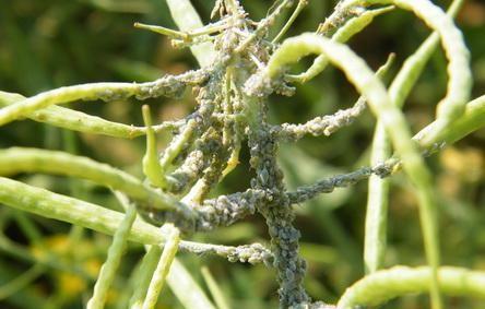 油菜籽什么时候种植时间和方法