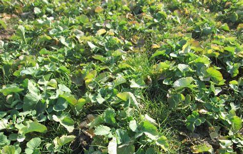 油菜籽什么时候种植时间和方法